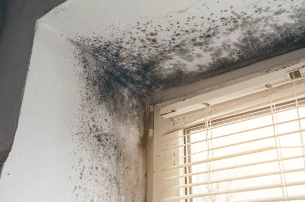 Affordable Mold Removal solutions in Rahway, NJ
